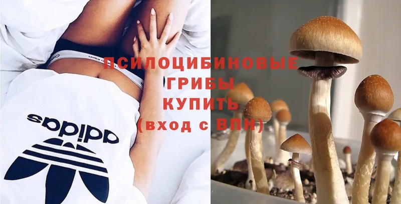 Псилоцибиновые грибы Psilocybine cubensis  купить  сайты  Приморско-Ахтарск 